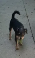 Toby, a male Miniature Pinscher and Poodle - Miniature  for sale in Grandville, MI – 3 of 4