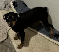 Blk/tan M, a male Miniature Pinscher for sale in Grandville, MI – 2 of 3