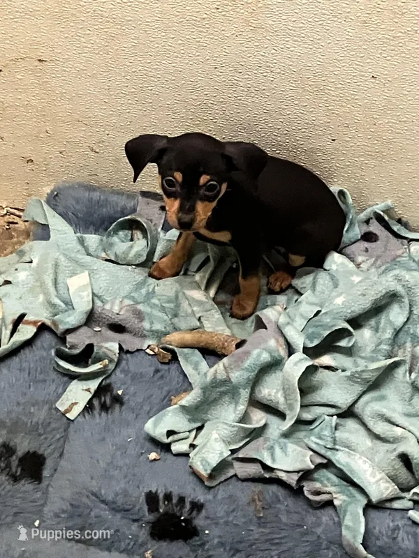 Blk/tan M – Miniature Pinscher puppy for sale in Grandville, MI