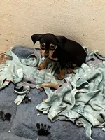 Blk/tan M, a male Miniature Pinscher for sale in Grandville, MI – 1 of 3