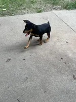 Mister, a male Miniature Pinscher for sale in Grandville, MI – 2 of 3