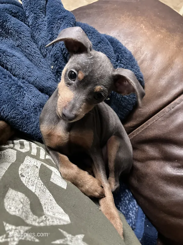 Mr. Blue – Miniature Pinscher puppy for sale in Grandville, MI