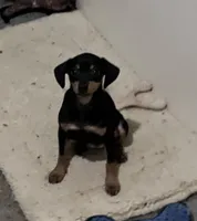 Peanuts pup-F, a female Yorkipoo and Miniature Pinscher for sale in Grandville, MI – 4 of 5