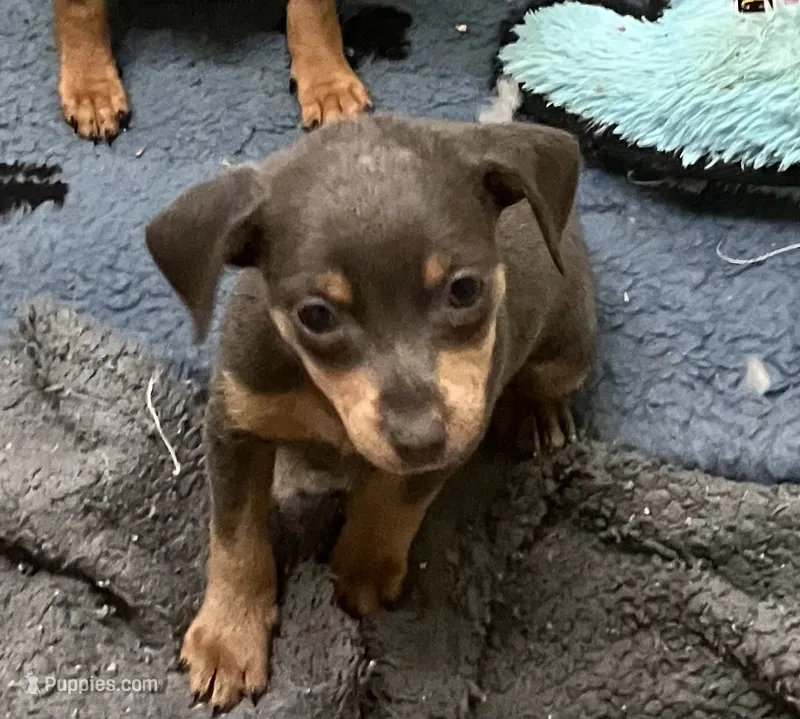 Mr. Blue – Miniature Pinscher puppy for sale in Grandville, MI