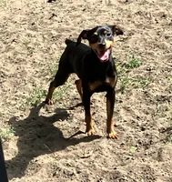 Blk/tan M, a male Miniature Pinscher for sale in Grandville, MI – 3 of 5