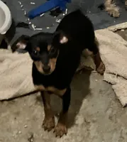 Blk/tan M, a male Miniature Pinscher for sale in Grandville, MI – 3 of 3