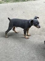 Mr. Blue, a male Miniature Pinscher for sale in Grandville, MI – 2 of 2
