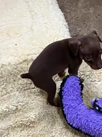 Chocolate F, a female Miniature Pinscher for sale in Grandville, MI – 2 of 2
