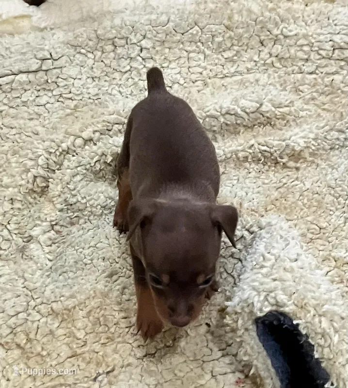 Chocolate F, a female Miniature Pinscher for sale in Grandville, MI – 1 of 2