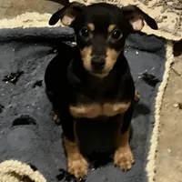 Blk/ tan F, a female Miniature Pinscher for sale in Grandville, MI – Photo 4 of 4