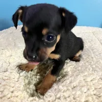 Blk/ tan F, a female Miniature Pinscher for sale in Grandville, MI – Photo 3 of 4