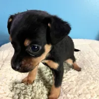 Blk/ tan F, a female Miniature Pinscher for sale in Grandville, MI – Photo 2 of 4