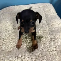 Blk/ tan F, a female Miniature Pinscher for sale in Grandville, MI – Photo 1 of 4