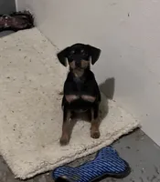 Peanuts pup-M, a male Yorkipoo and Miniature Pinscher for sale in Grandville, MI – 5 of 5