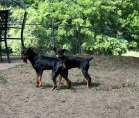 Blk/tan M, a male Miniature Pinscher for sale in Grandville, MI – 5 of 5