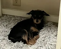 Toby, a male Miniature Pinscher and Poodle - Miniature  for sale in Grandville, MI – 2 of 4