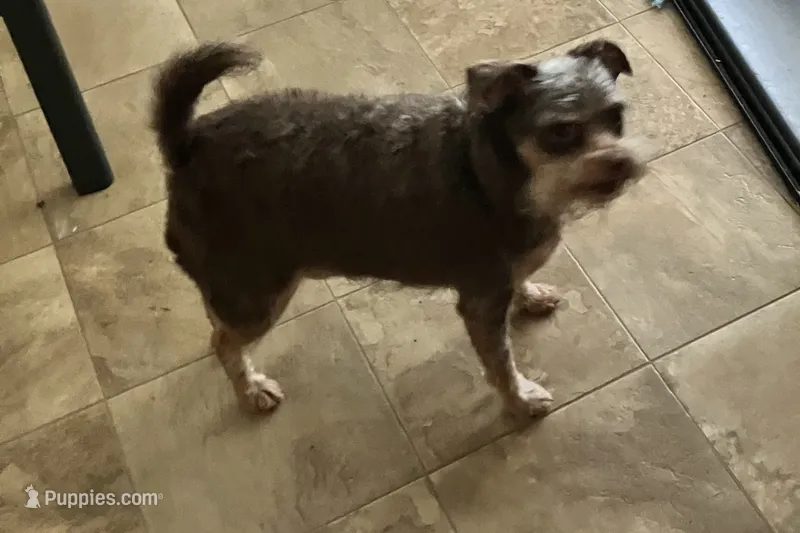 Mudflap – Miniature Pinscher, Poodle - Miniature  puppy for sale in Grandville, MI