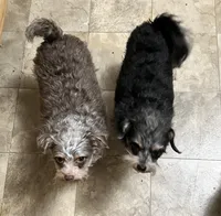 Toby, a male Miniature Pinscher and Poodle - Miniature  for sale in Grandville, MI – 4 of 4