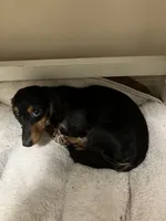 Wanda, a female Miniature Dachshund for sale in Grandville, MI – 4 of 4