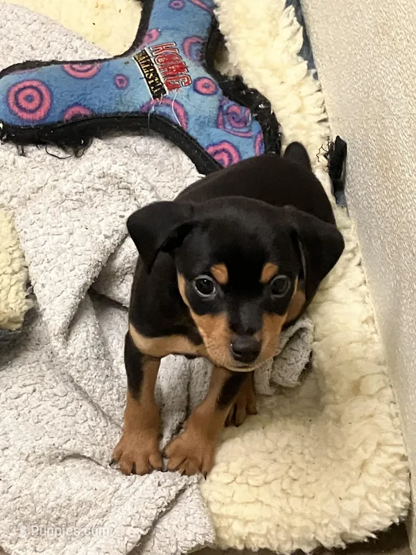 Blk/tan F – Miniature Pinscher puppy for sale in Grandville, MI