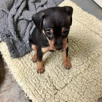Peanuts pup, a male Miniature Pinscher for sale in Grandville, MI – Photo 2 of 5