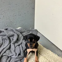Peanuts pup, a male Miniature Pinscher for sale in Grandville, MI – Photo 1 of 5