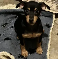 Peanuts pup, a male Miniature Pinscher for sale in Grandville, MI – Photo 3 of 5