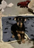 Peanuts pup, a male Miniature Pinscher for sale in Grandville, MI – Photo 5 of 5