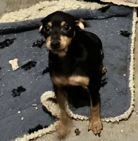 Peanuts pup, a male Miniature Pinscher for sale in Grandville, MI – Photo 4 of 5