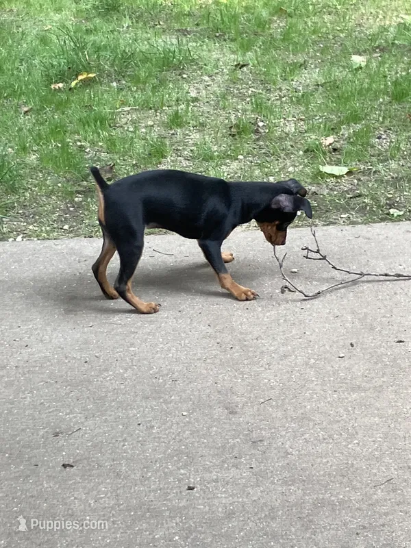 Ms. Female  – Miniature Pinscher puppy for sale in Grandville, MI