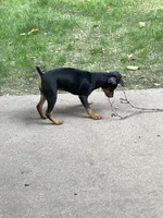 Ms. Female , a female Miniature Pinscher for sale in Grandville, MI – 1 of 3