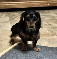 Wanda, a female Miniature Dachshund for sale in Grandville, MI – 2 of 4