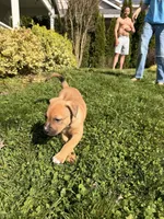 No name, a female German Shepherd Dog and Labrador Retriever for sale in Clackamas, OR – Photo 1 of 5