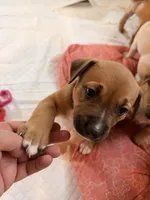 No name, a female German Shepherd Dog and Labrador Retriever for sale in Clackamas, OR – Photo 5 of 5
