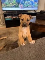 No name, a female German Shepherd Dog and Labrador Retriever for sale in Clackamas, OR – Photo 2 of 5