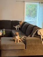 No name, a female German Shepherd Dog and Labrador Retriever for sale in Clackamas, OR – Photo 3 of 5