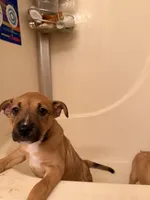 No name, a female German Shepherd Dog and Labrador Retriever for sale in Clackamas, OR – Photo 4 of 5