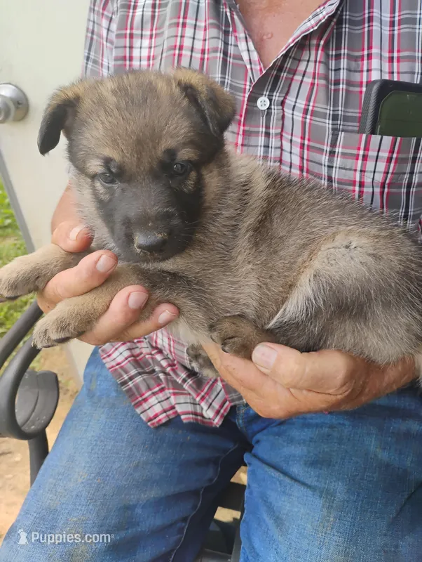 Copper collar  – German Shepherd Dog puppy for sale in Cleveland, VA