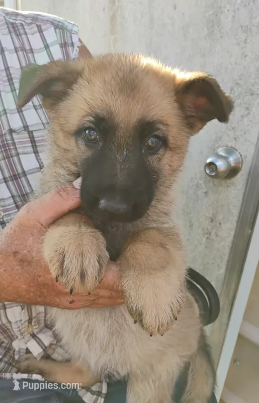 Pink collar – German Shepherd Dog puppy for sale in Cleveland, VA
