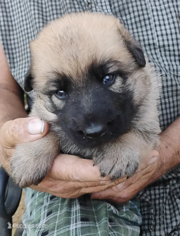 Pink collar – German Shepherd Dog puppy for sale in Cleveland, VA
