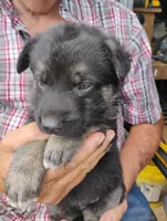 Teal collar, a male German Shepherd Dog for sale in Cleveland, VA – 3 of 10