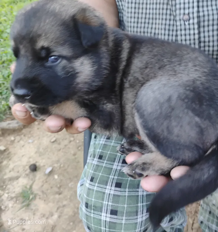 Silver collar – German Shepherd Dog puppy for sale in Cleveland, VA