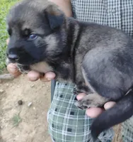 Silver collar, a female German Shepherd Dog for sale in Cleveland, VA – 1 of 9