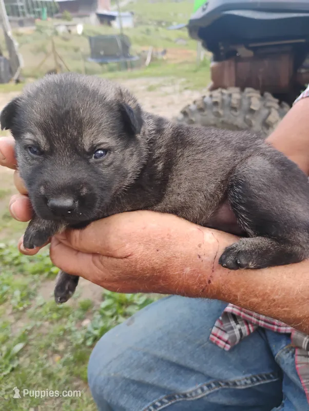 Pink collar – German Shepherd Dog puppy for sale in Cleveland, VA