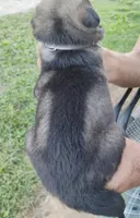 Silver collar, a female German Shepherd Dog for sale in Cleveland, VA – 2 of 9