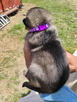 Purple collar, a female German Shepherd Dog for sale in Cleveland, VA – 6 of 10