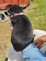 Apricot collar, a female German Shepherd Dog for sale in Cleveland, VA – 2 of 10