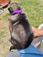 Purple collar, a female German Shepherd Dog for sale in Cleveland, VA – 3 of 10