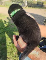 Green collar, a male German Shepherd Dog for sale in Cleveland, VA – 3 of 10