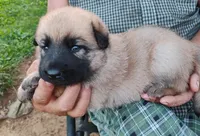 Pink collar, a female German Shepherd Dog for sale in Cleveland, VA – 2 of 8